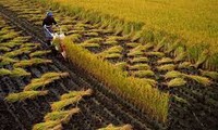 Colaboran  Vietnam y Japón en agricultura